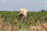 LABRADOR 443
